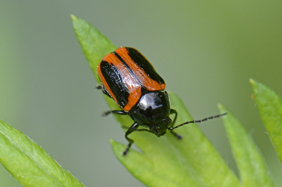 Cryptocephalus bipunctatus